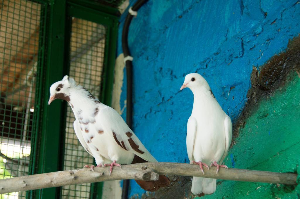 Hyelandz Eco Village Resort Geghadir Buitenkant foto
